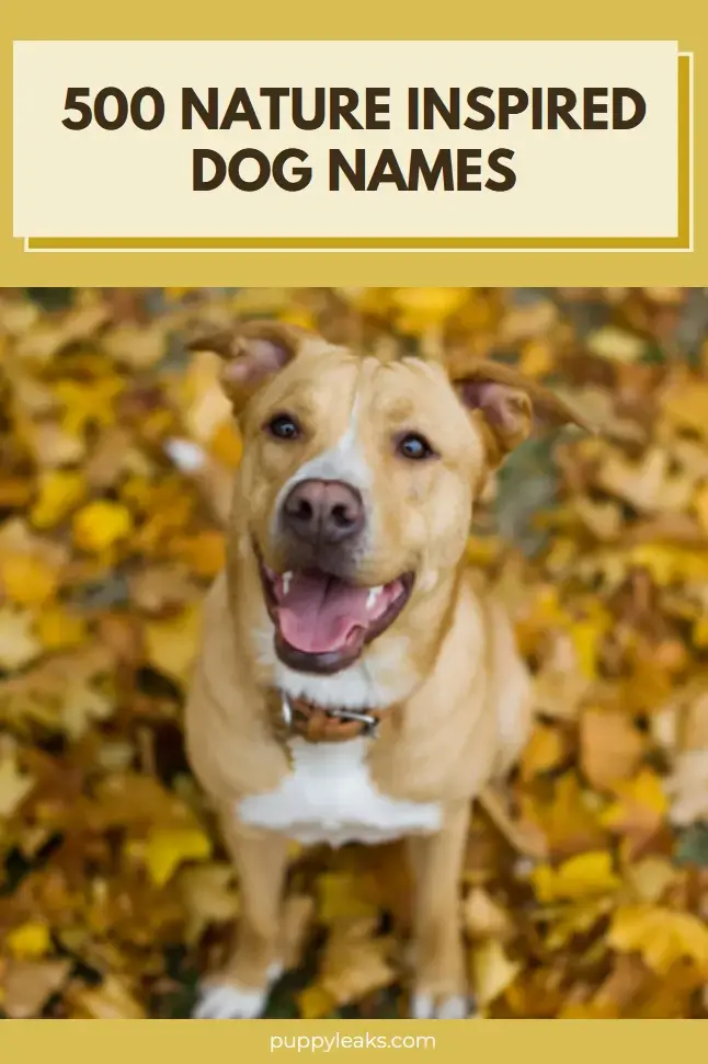 Discover Unique Nature-Inspired Names for Your New Dog