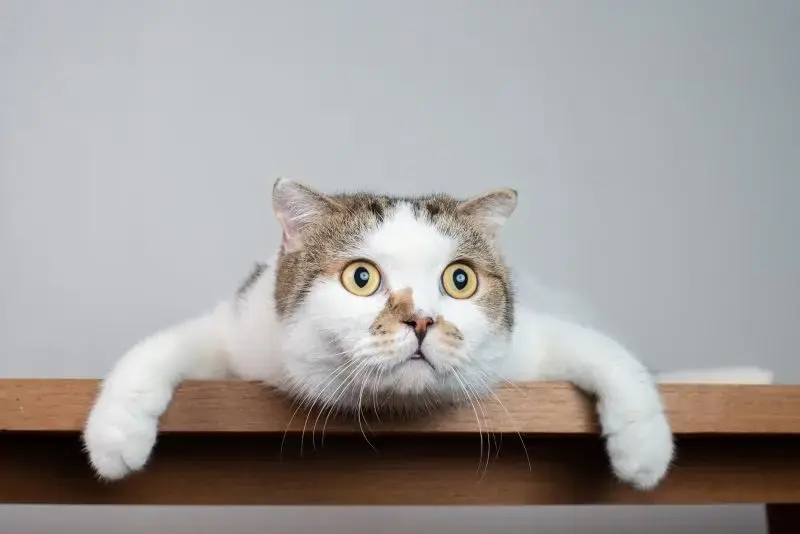 Feline Link to Schizophrenia Uncovered