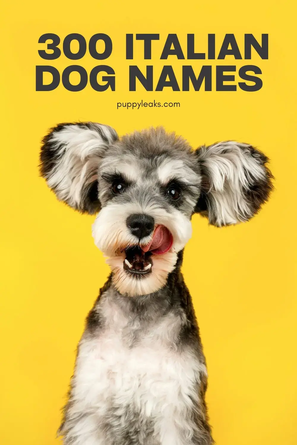 Italian-Inspired Dog Names for Your New Companion